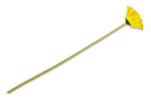 GERBERIS, https://dev1-mda.konsimo.pl/kolekcja/gerberis/ Kwiat Gerbera żółty - zdjęcie