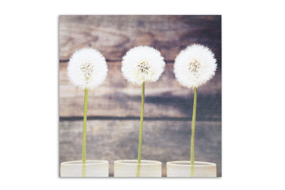 IMAGOS Obraz dmuchawce biały/zielony/brązowy - zdjęcie