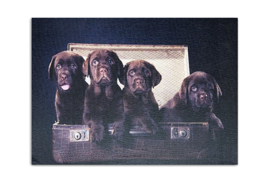 IMAGOS Obraz pieski brązowy/czarny/kremowy - zdjęcie