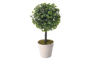 BUXUS, https://dev1-mda.konsimo.pl/kolekcja/buxus/ Bukszpan w doniczce mix - zdjęcie