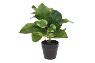 BLUMISI, https://dev1-mda.konsimo.pl/kolekcja/blumisi/ Kwiat w doniczce zielony/czarny - zdjęcie