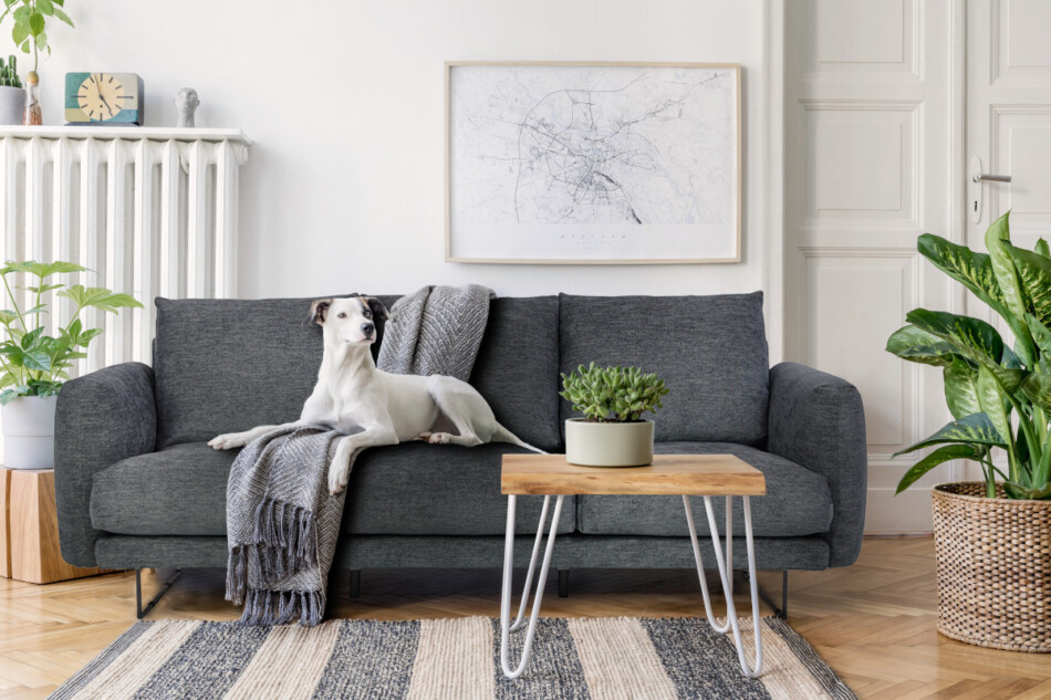 MINO Sofa 3 antracytowy - zdjęcie 5